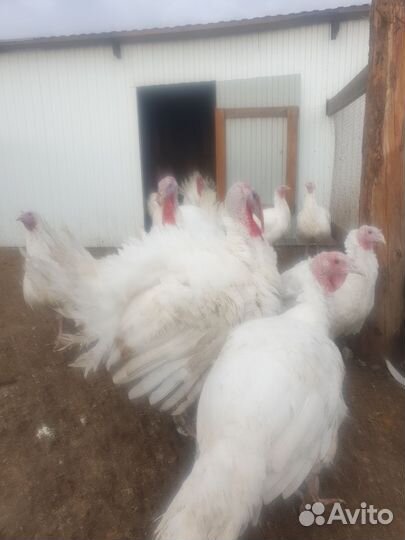 Мясо домашней птицы