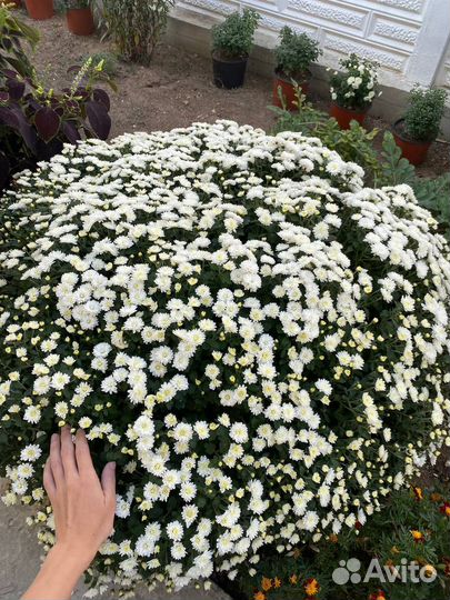 Дубочки шарообразные