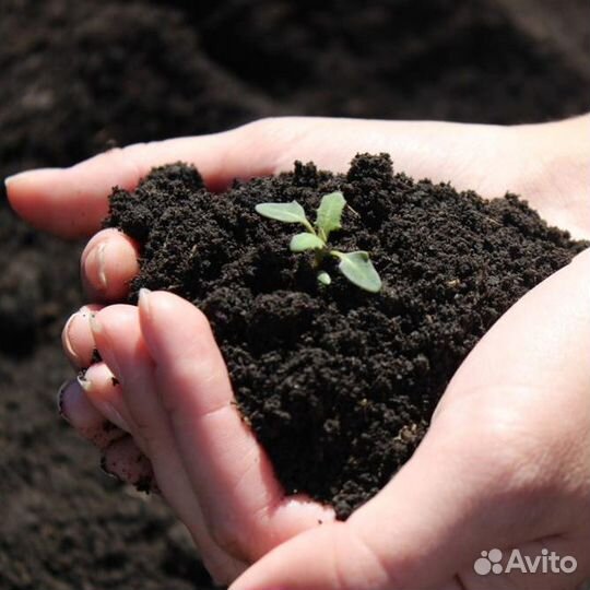 Чернозем, перегной