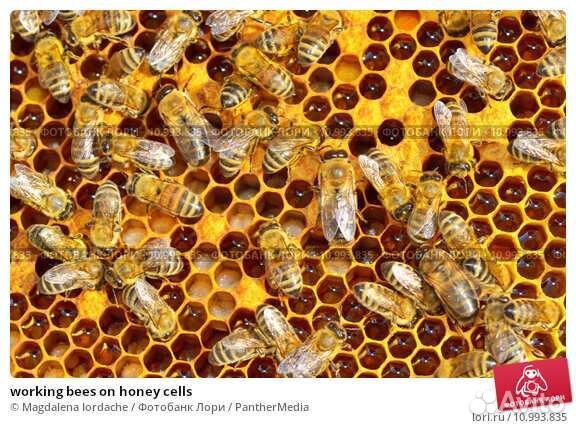 Продажа семьи пчелы