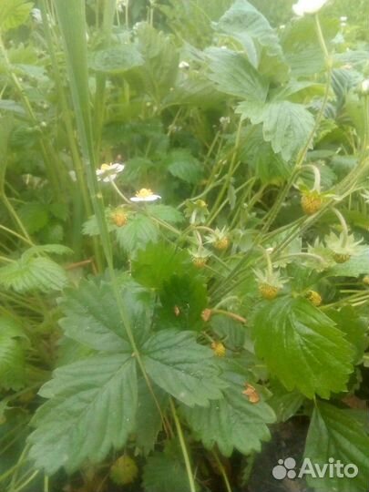 Ремонтантная земляника