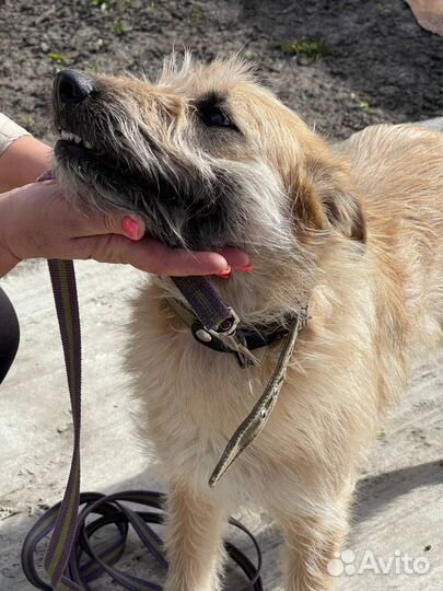 Собака в добрые руки