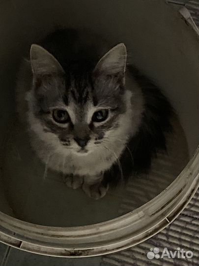 Котенок в добрые руки, мальчик.очень ласковый