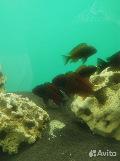 Живая рыба