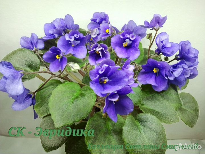 Миниатюрные фиалки