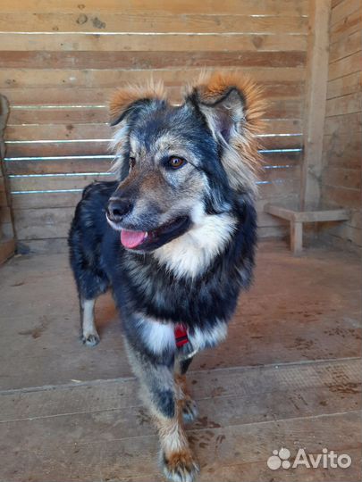 Милая собачка Ириска ждет родителей