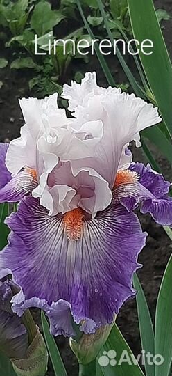 Ирисы сортовые
