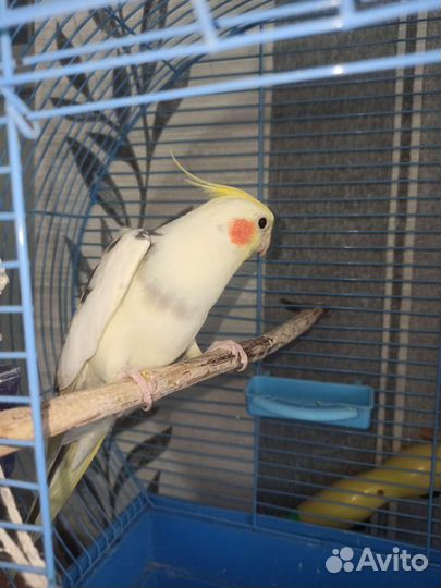 Ручной говорящий попугай