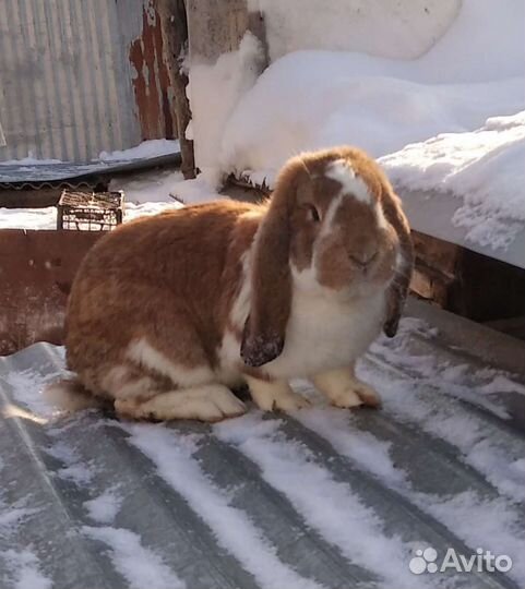 Кролики мясных пород