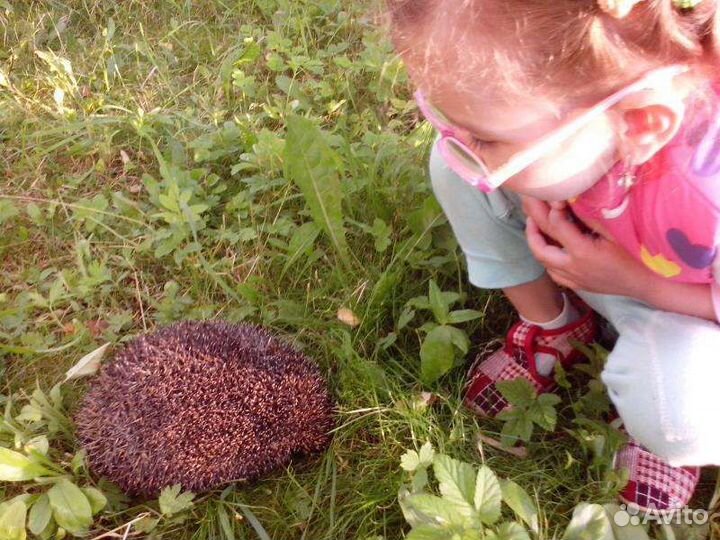 Ежик дачный