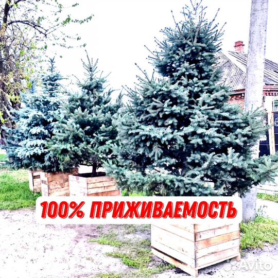 Голубые ели и зеленые ели с гарантией