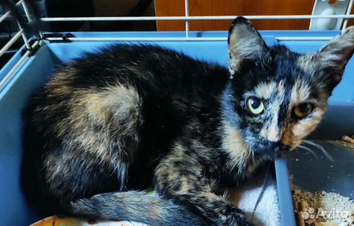 Кошка молодая черепаховая нужно забирать