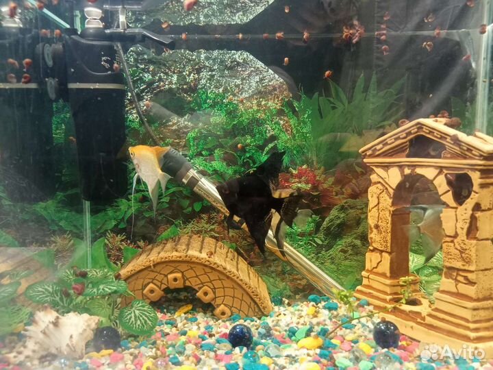 Аквариум