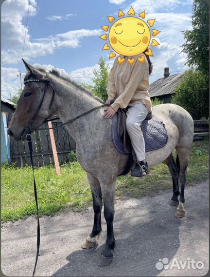 Лошади, пони, жеребята