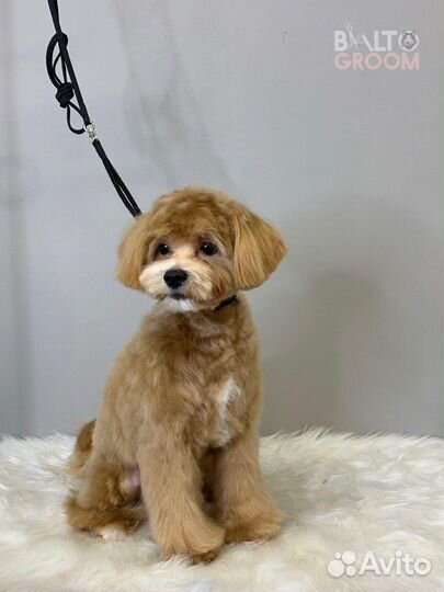 Стрижка собак и кошек (Калуга)