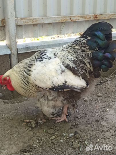 Петух брама