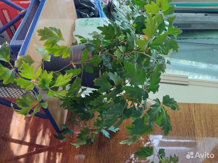 Циссус березка