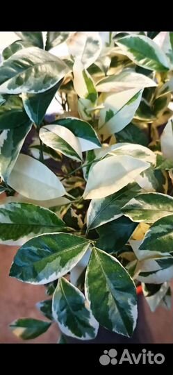 Гибискус, Каламондин вариегатный, Бругмансии