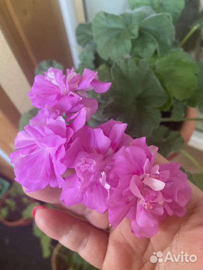 Ю сиреневый туман пеларгония