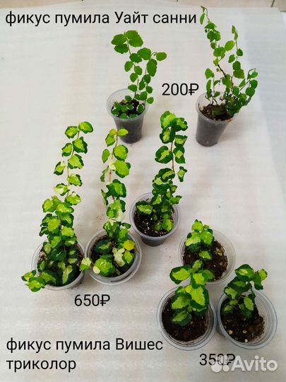 Растения для флорариума 1