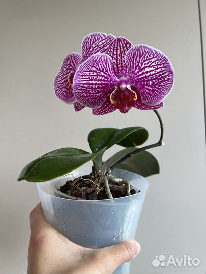Орхидея Circus цветет