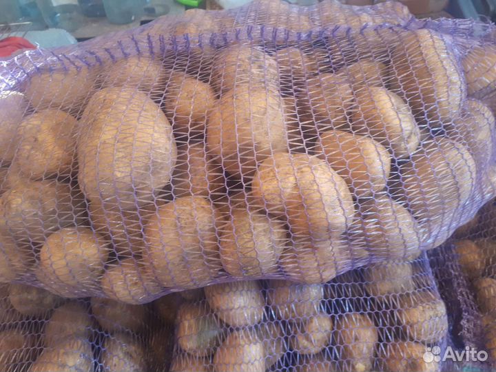 Картофель