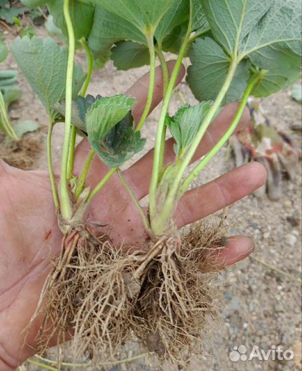 Рассада клубники антей альба ждали априка