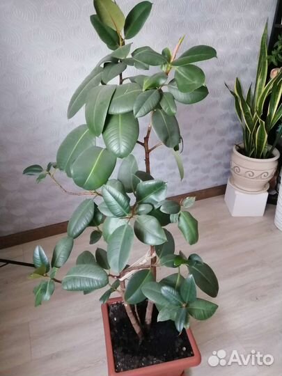 Фикус бенджамина, фикус