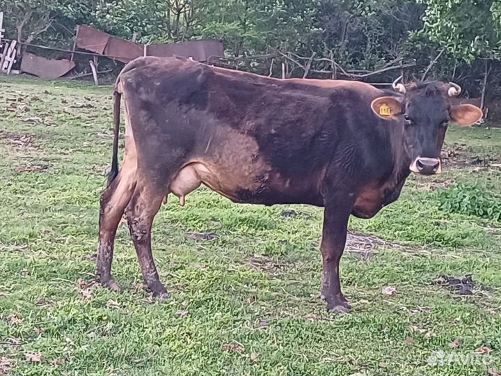 Салам Алейкум продаю дойных коров и на мясо