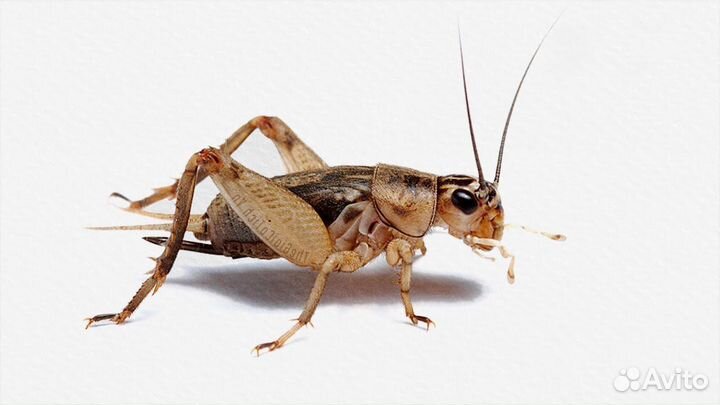 Корм для насекомоядных птиц