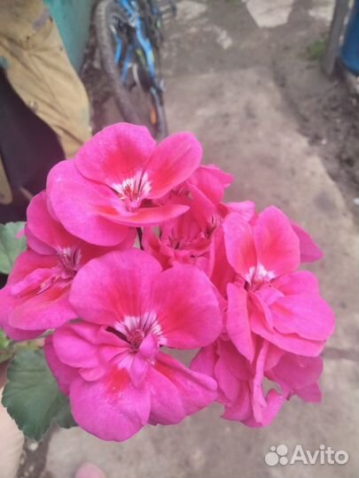 Герань пеларгония малиновая