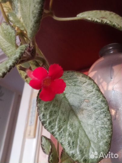 Эписция - комнатный цветок