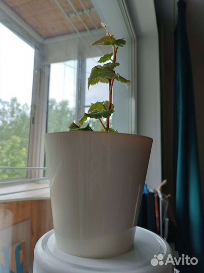 Гибискус и бегония бархатная, красные, уже цвели