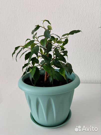 Комнатные цветы