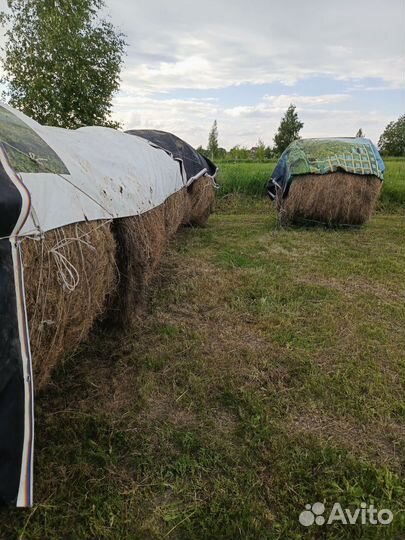 Козье молоко