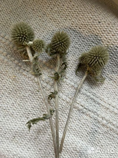 Мордовник ветки с шарами