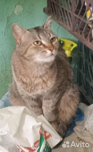 Кошечка стерилизованная