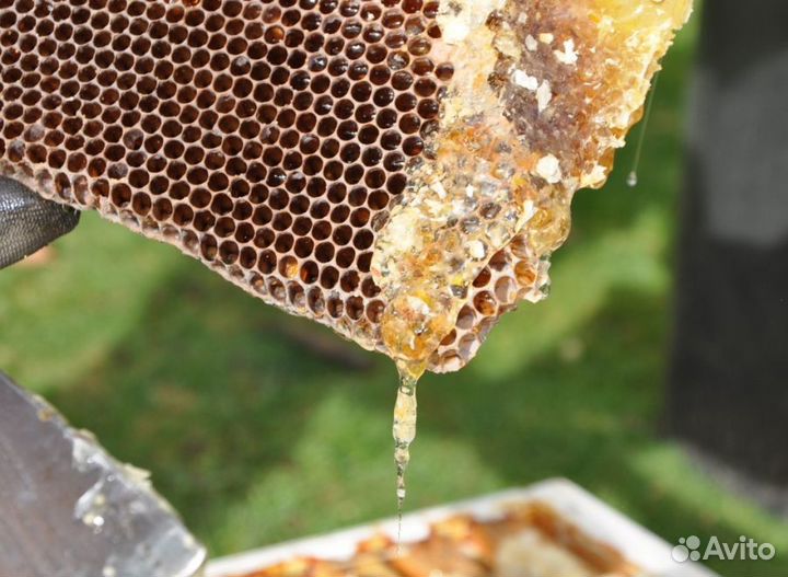 2024 Мед натуральный алтайский опт