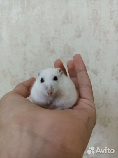 Джунгарский хомяк с клеткой