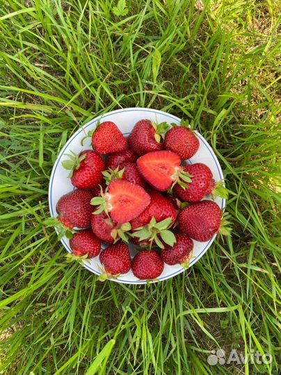 Продам клубнику