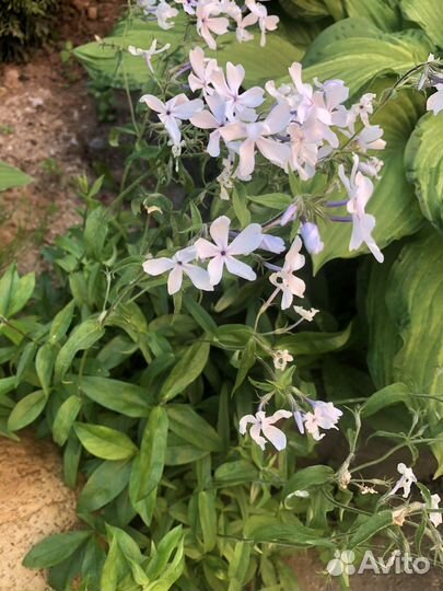 Флокс растопыренный