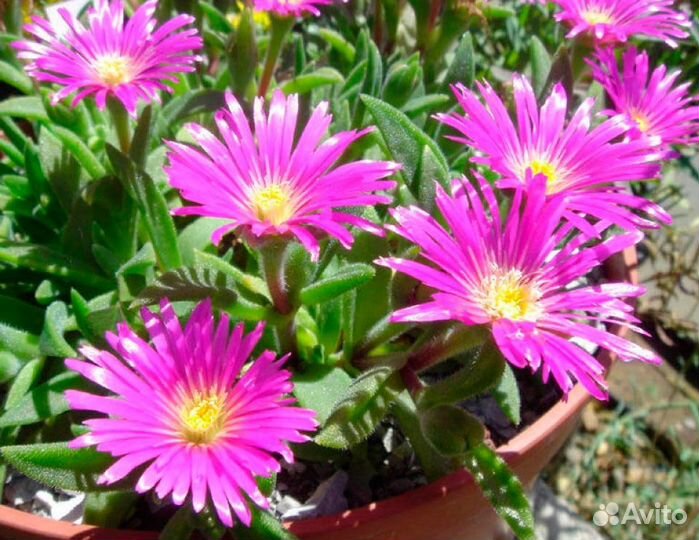 Делосперма