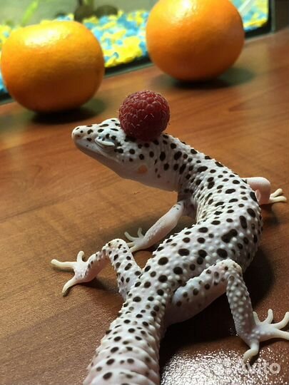 Геккон эублефар