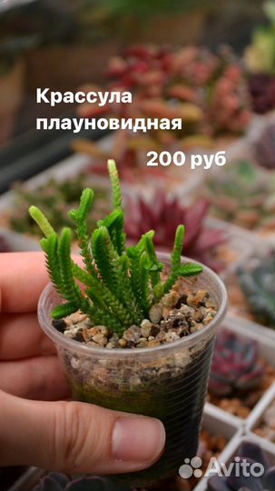Суккуленты