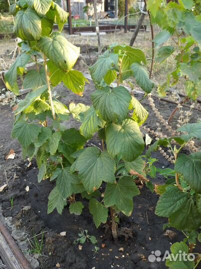 Саженцы черной смородины 150