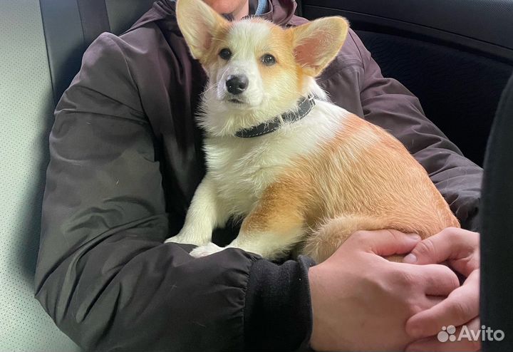 Щенок корги, девочка