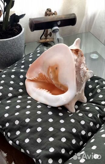 Раковина Кассис Корнута 23см коллекционная