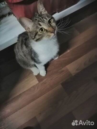 Тимоха котик-инвалид
