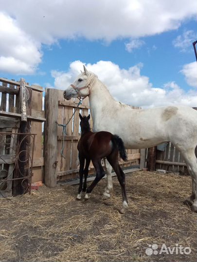 Кобыла с жеребенком
