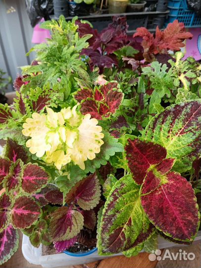 Колеусы, традесканции